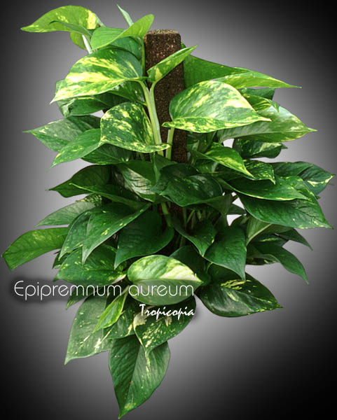 Topiairy - Epipremnum aureum - Golden Pothos